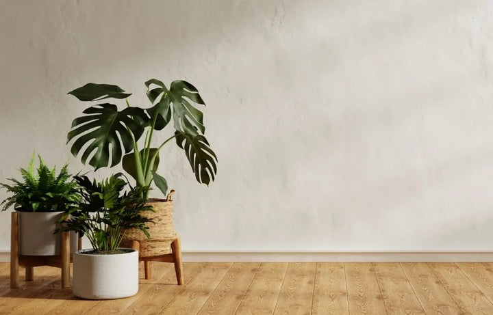 The Most Popular Indoor Plants Right Now