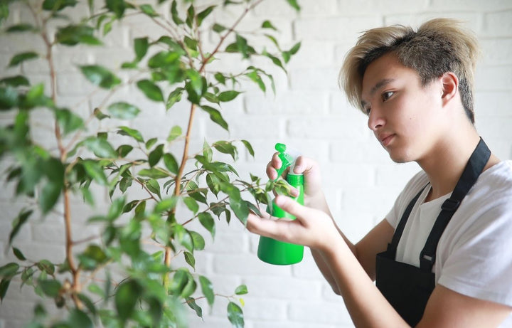 Fast-Growing Indoor Plants That Make an Impact