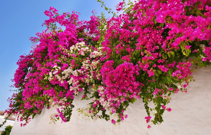 Plant Profile: Bougainvillea