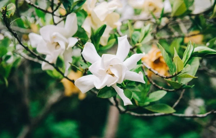 Plant Profile: Gardenia