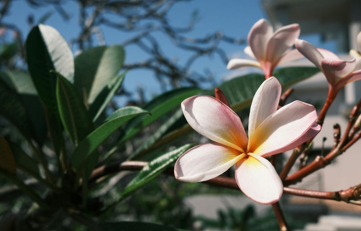 Plant Profile: Frangipani