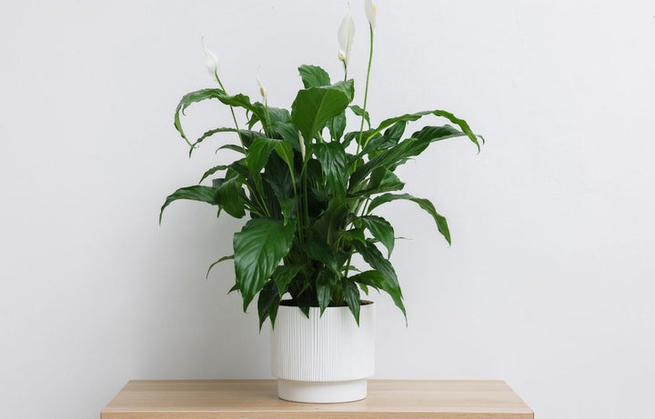 Plant Profile: Peace Lily