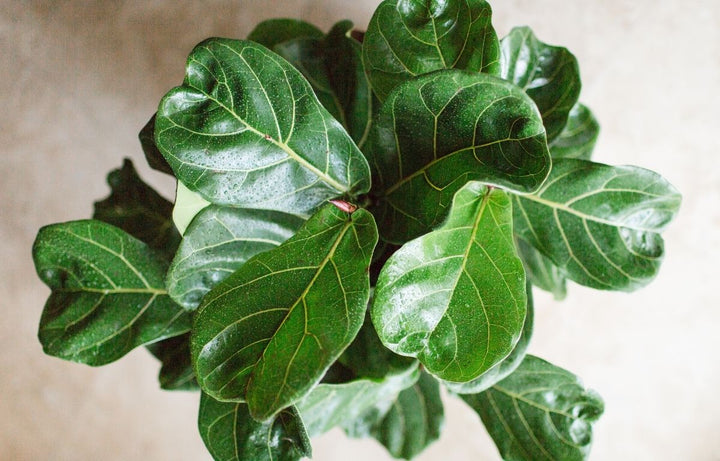 Why Designers Love Fiddle Leaf Figs