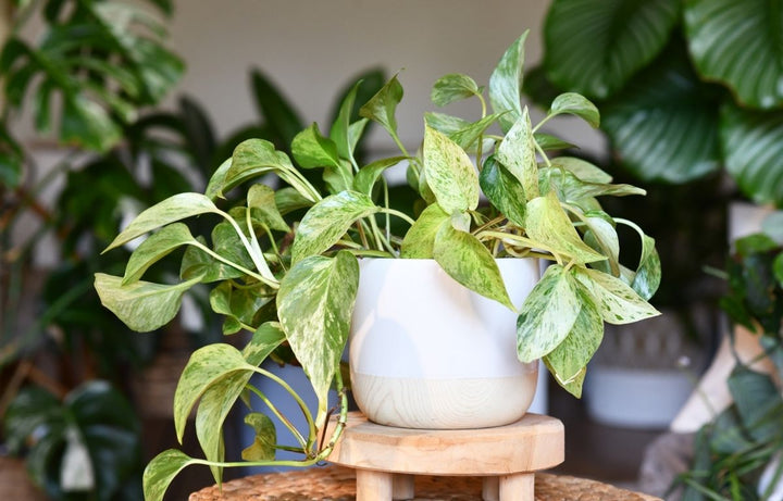 Plant Profile: Pothos