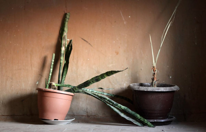 Why Your Indoor Plants Keep Dying