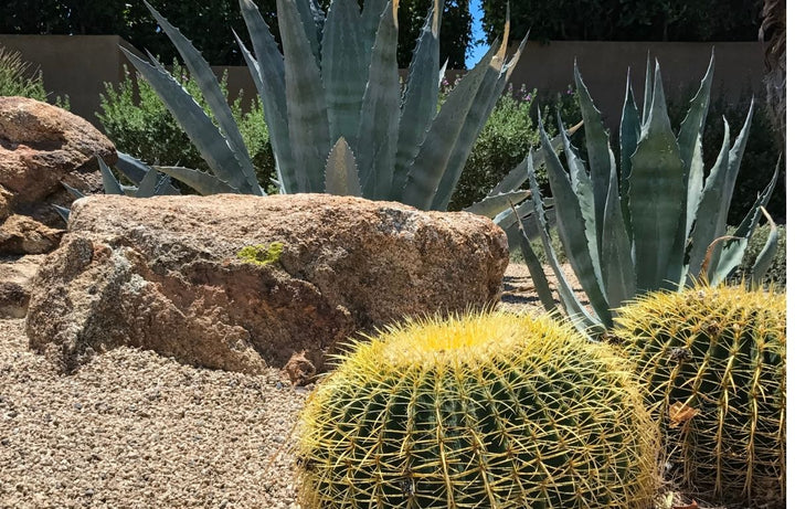 Drought-Tolerant Plants for Easy Gardening