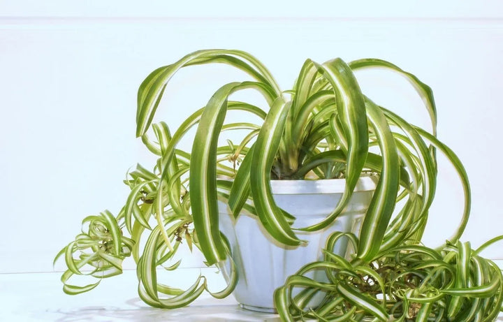 Plant Profile: Spider Plant