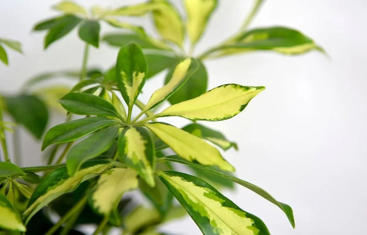Plant Profile: Umbrella Plant