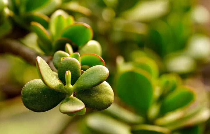 Plant Profile: Jade Plant