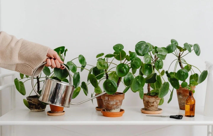 Plant Profile: Pilea
