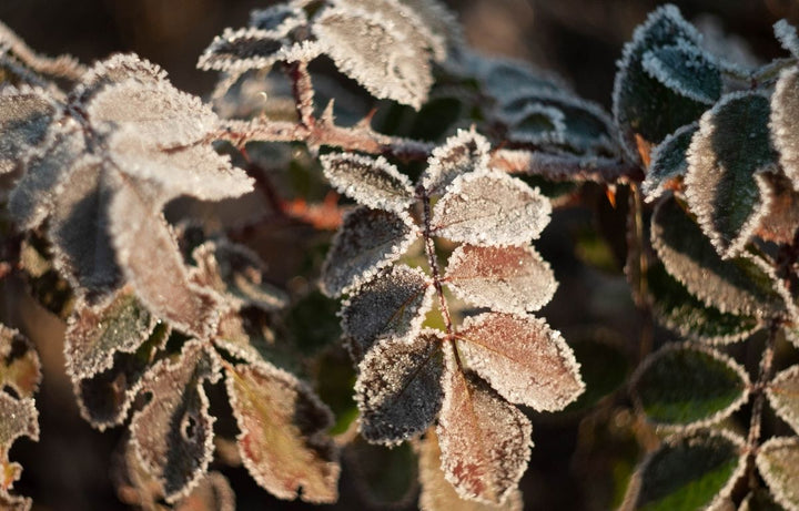 Indoor vs Outdoor: Moving Plants for Winter Survival (Australia Guide)