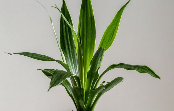 Plant Profile: Cast Iron Plant