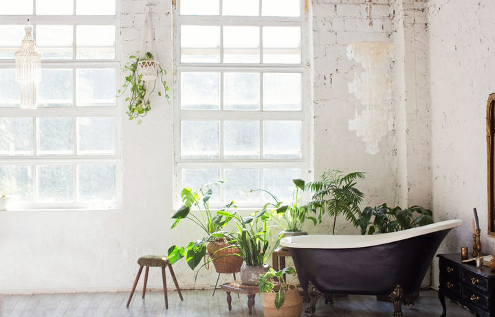 Our Favourite 3 Plants for Bathrooms