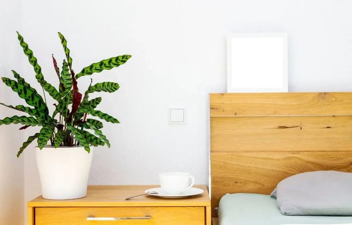 Plant Profile: Calathea