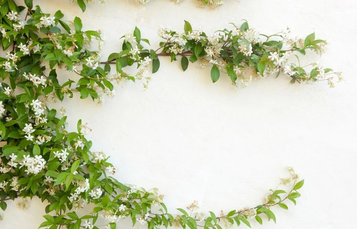 Plant Profile: Jasmine