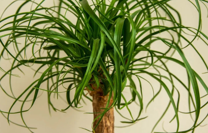 Plant Profile: Ponytail Palm