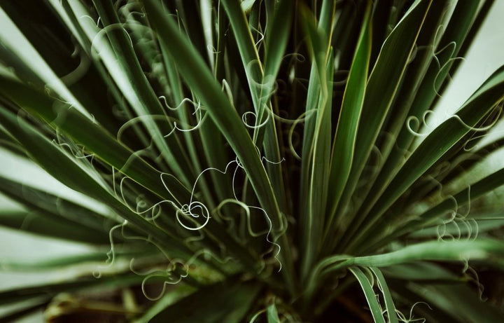 Plant Profile: Yucca