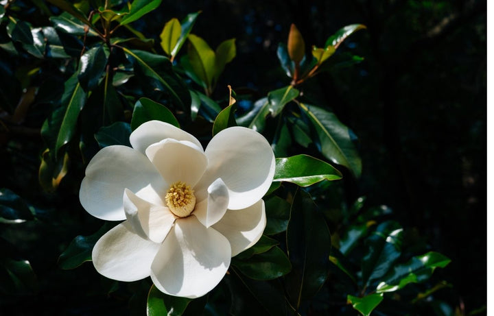 Plant Profile: Magnolia ‘Little Gem’