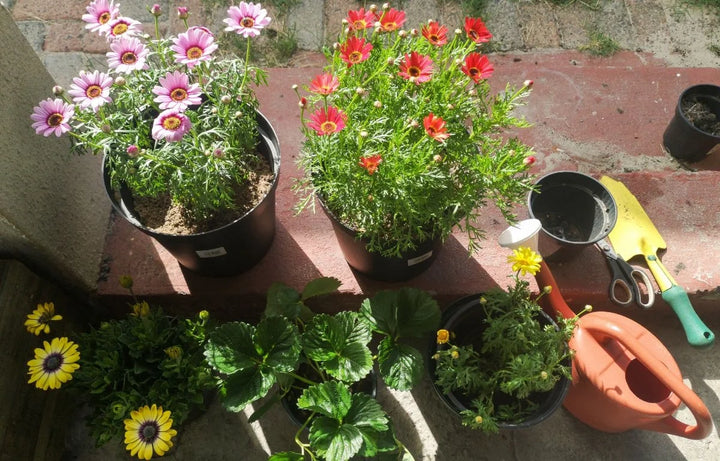 What to Plant This Spring
