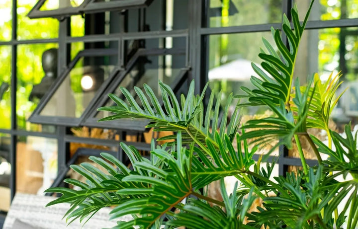 Plant Profile: Philodendron 'Xanadu'