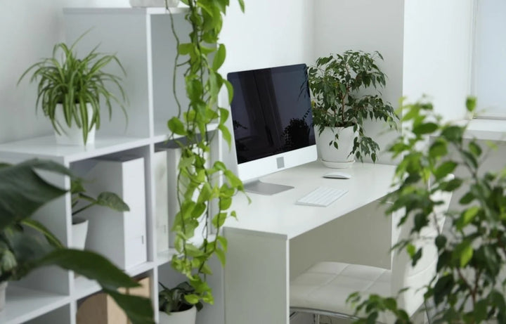 How Plants Improve Mood and Productivity