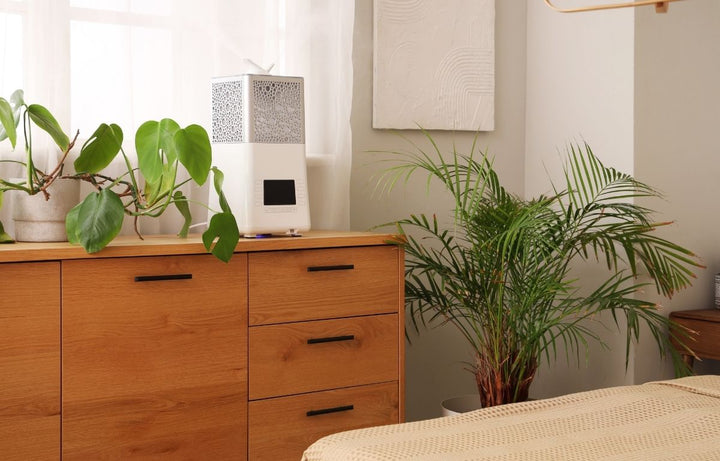 The Best Air Purifying Plants for Your Home