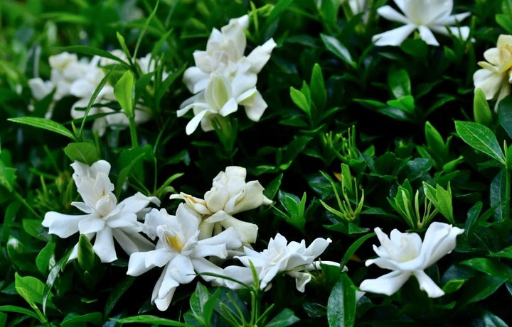 The Best Evergreen Plants for Year-Round Colour