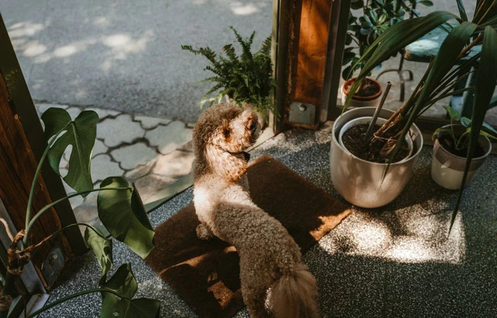 Pet-Friendly Plants: Beautiful Houseplants That Are Safe for Furry Friends