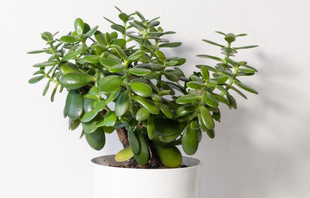 Jade Plant in an indoor white pot.