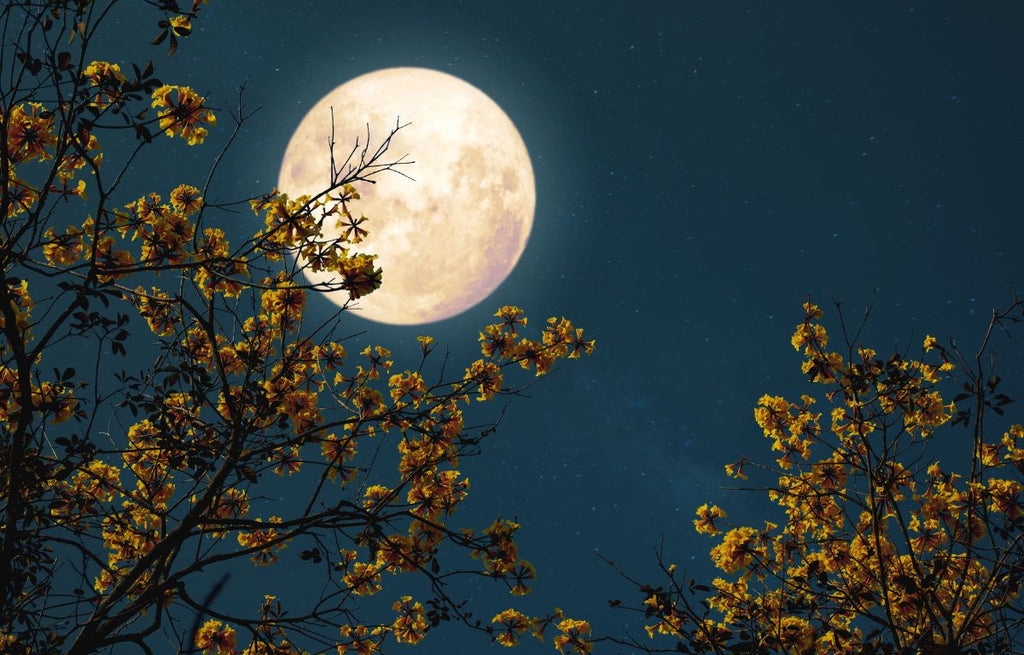Large moon peaking over tree tops.