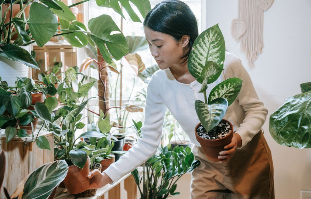 Plant enthusiast moving her plants around for different sunlight exposure.
