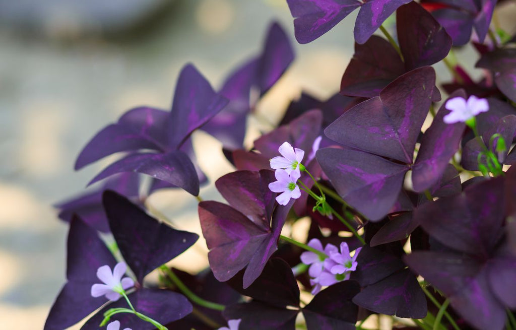 Purple triangular foliage with light purple flowers.