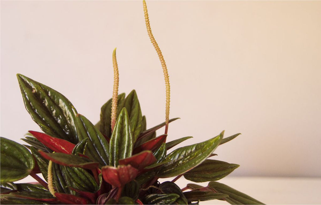 Plant Profile: Radiator Plant, Peperomia Rosso