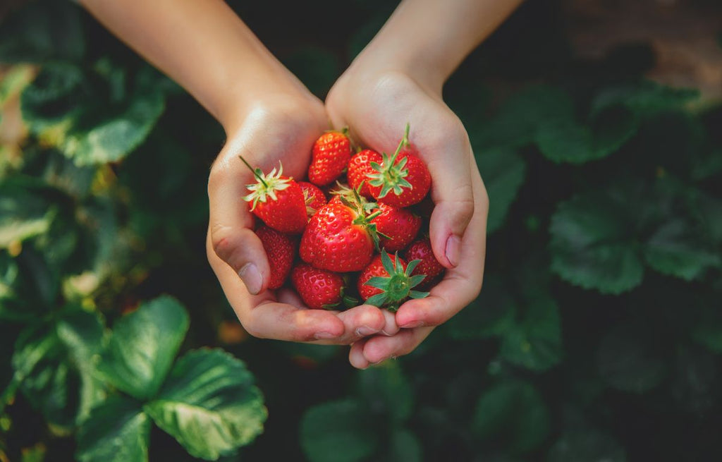 Ripe strawberries collected by a gardener. 