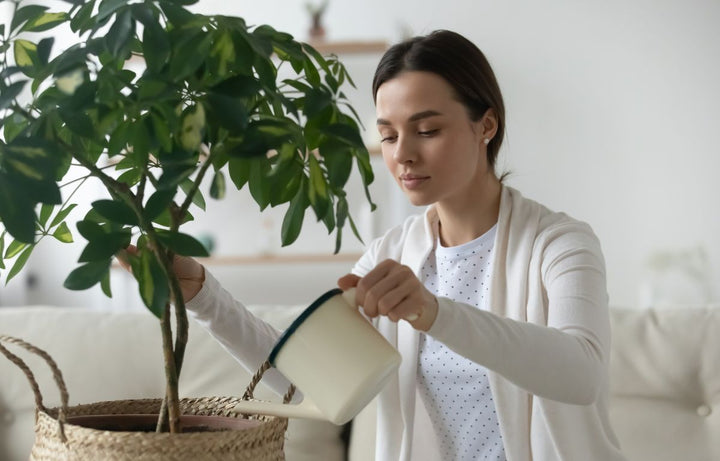 Watering Techniques To Keep Your House Plants Hydrated This Summer