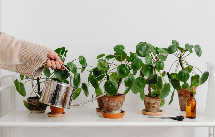 Plants That Look High-Maintenance (But Aren’t)