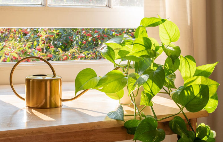 Water Propagated Pothos stems.