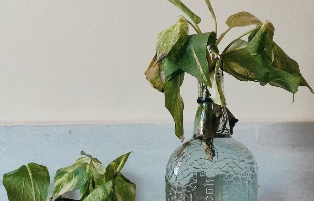 In Case of Emergency: Radical Solutions to Save Your Houseplant
