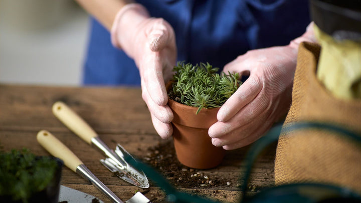 When to Repot Your Plant: Signs, Seasons & Simple Steps