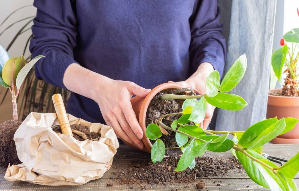 Repotting a root bound plant.