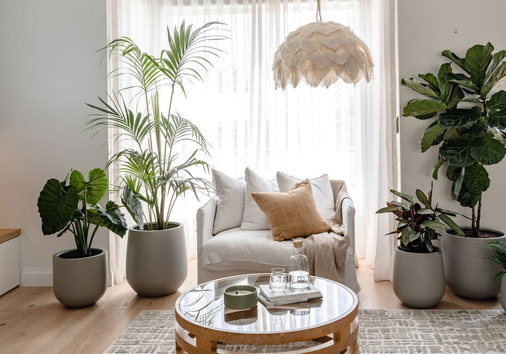Tips to Create a Renter-Friendly Plant-Filled Home