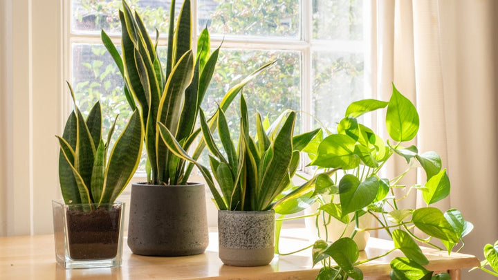 The Houseplant Matchmaking Guide
