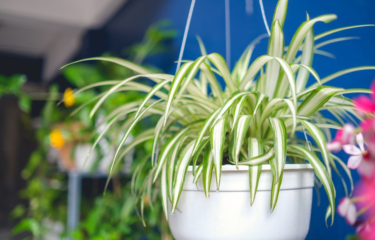 best online plant store The Ultimate Guide To Selling Plants Online (2026)