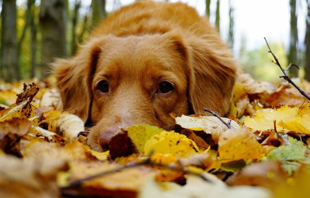 Your Autumn Gardening Checklist