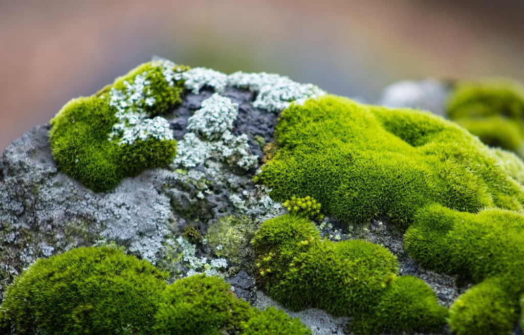 Exploring The Adaptability of Moss