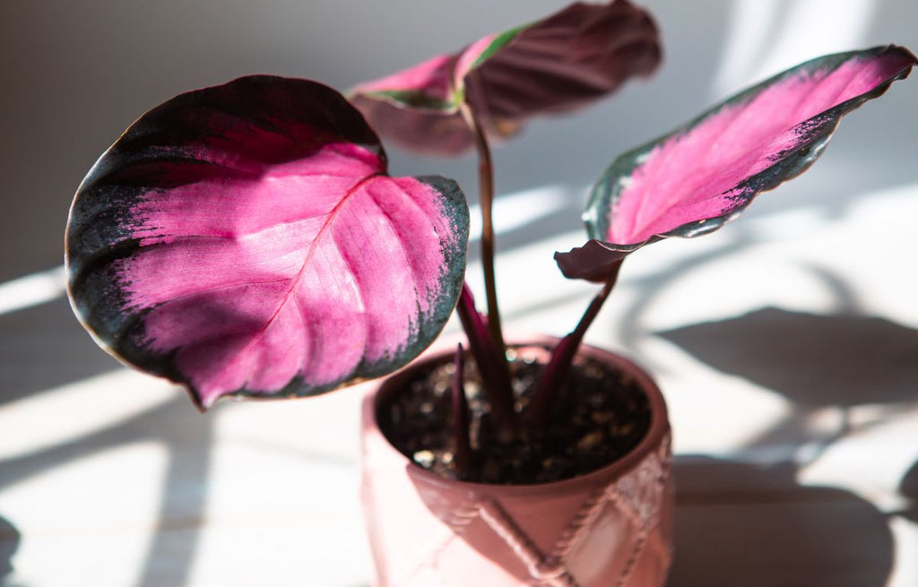 Rose Painted Calathea, Variegated Houseplant
