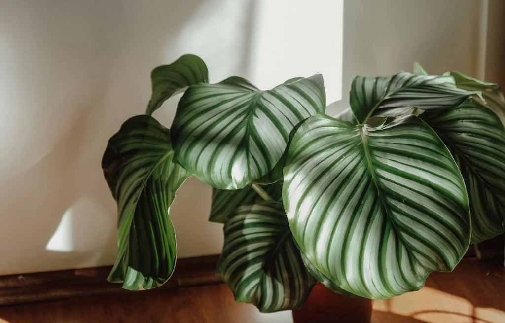 Plant Profile: Calatheas - A Fantastic Indoor Plant