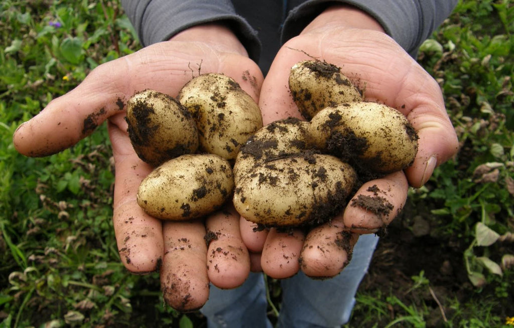 Everything You Need To Know About Growing Your Own Potatoes