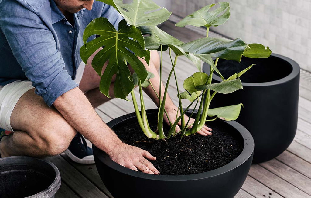 How to Pot Up a Plant