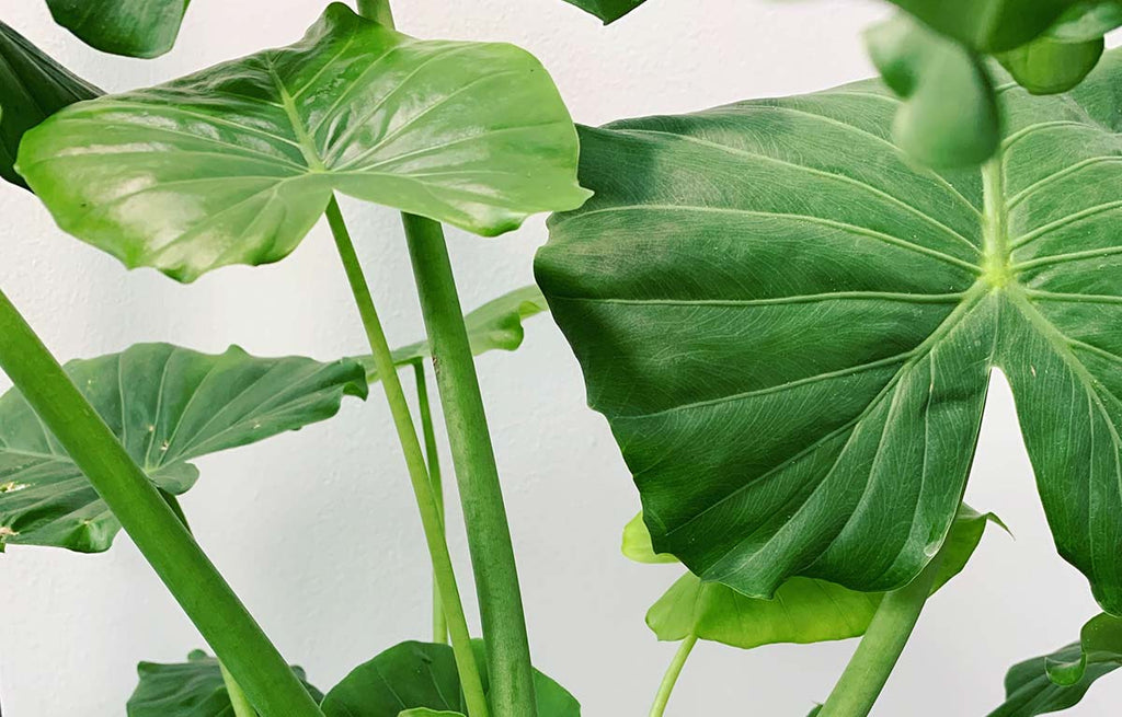 Plant Profile: Elephant's Ear